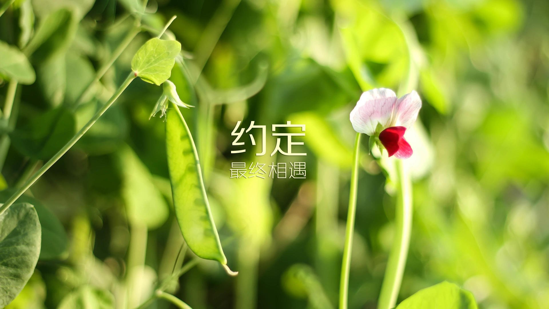 体育新闻编辑智能辅助系统设计与实现，体育新闻软件