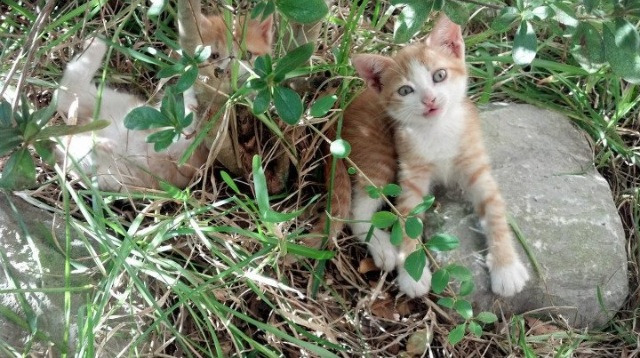 技术团队优化视频分析系统提升赛前战术准备效率,视频团队展示