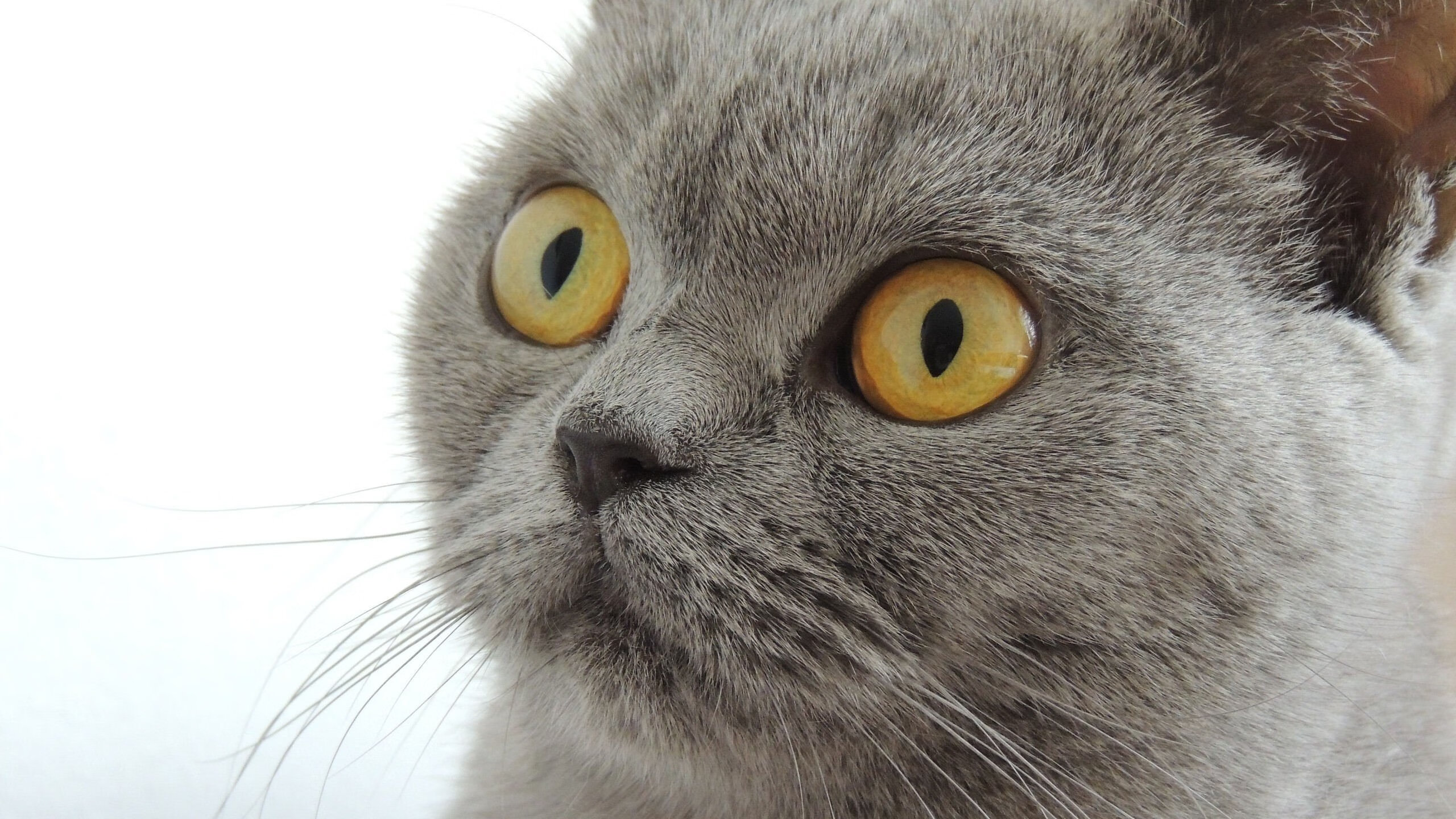 华体会官网入口-澳大利亚橄榄球队的强大阵容深度，如何保持长期竞争力，澳大利亚橄榄球比分