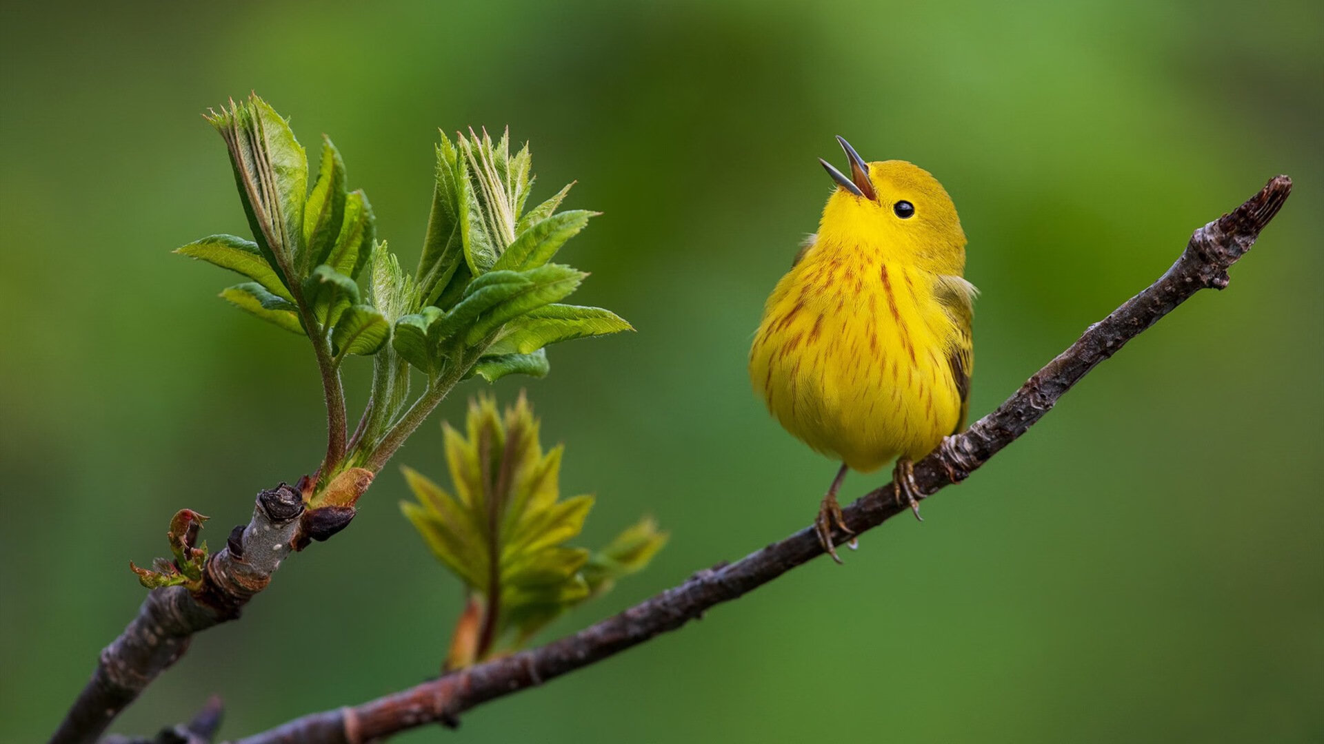 澳大利亚橄榄球青训项目迅速扩展,培养全球化球员,澳大利亚橄榄球介绍