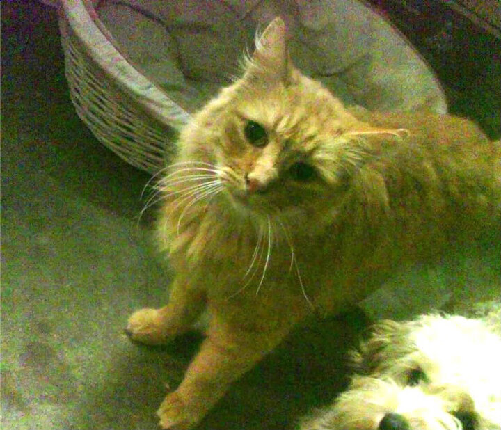 瑞·弗兰:每次反击和突破后,他总能准确地判断最佳传球线路,瑞弗兰用法