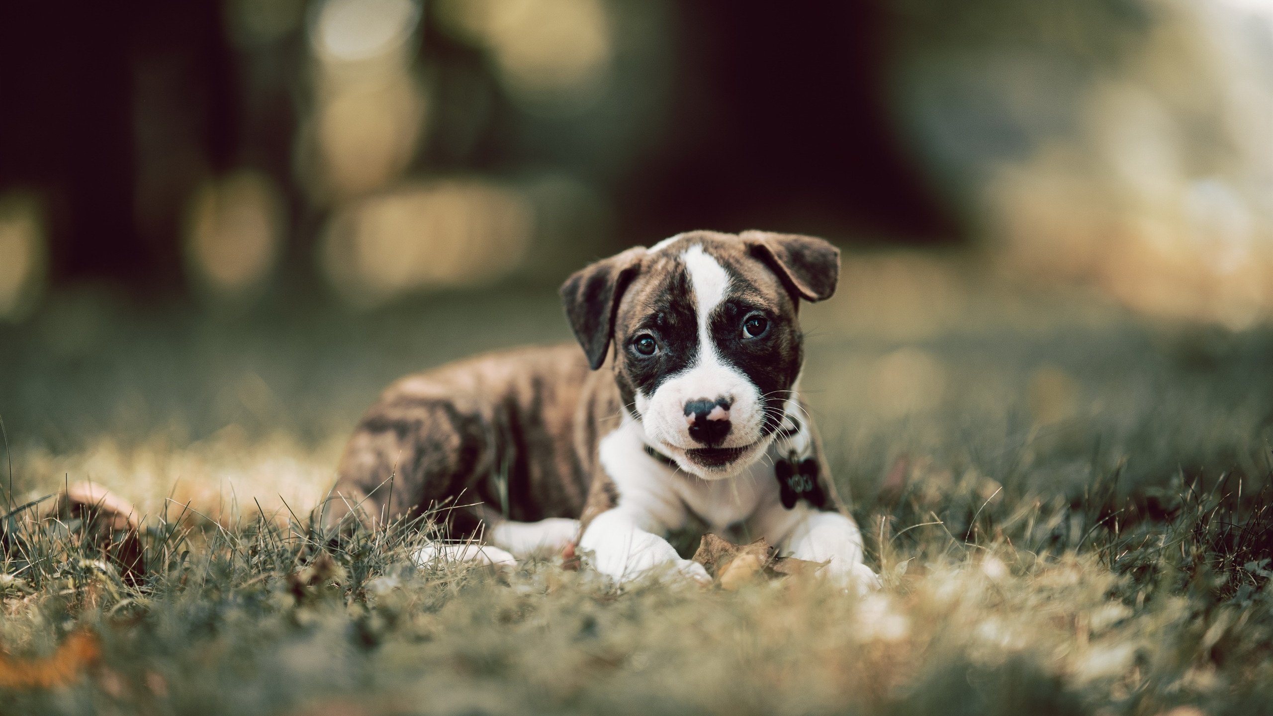 -职业联赛门票售罄，球迷氛围爆棚，职业联赛俱乐部