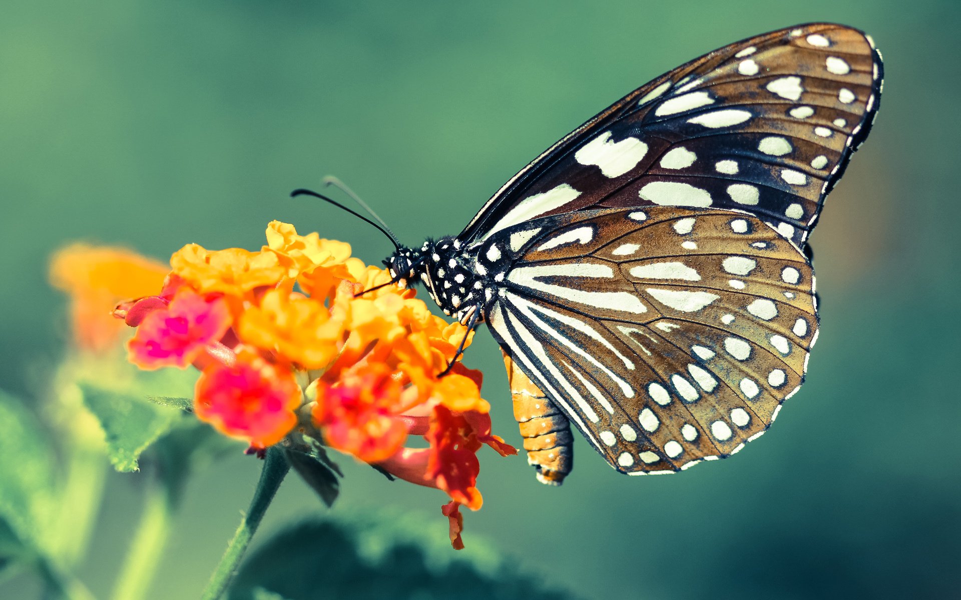 跳水技术升级希腊锁定晋级席位，希腊男子跳远冠军