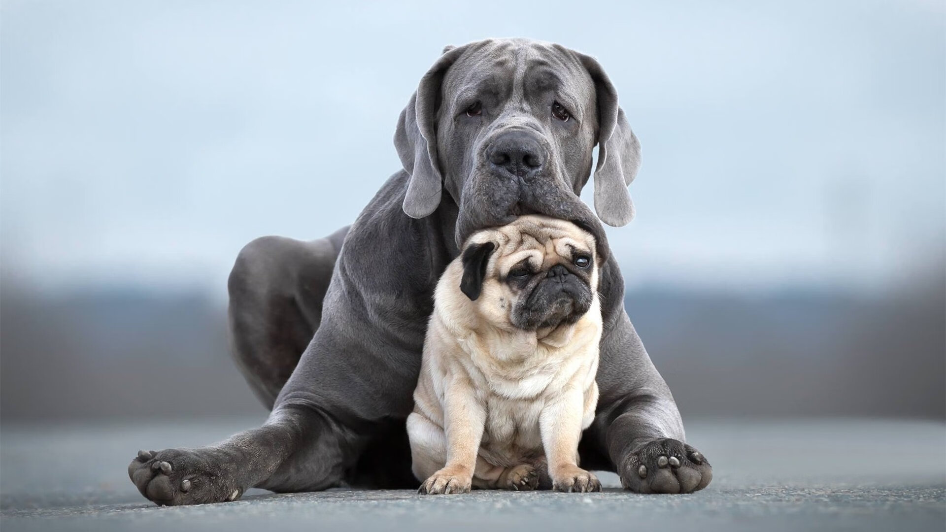 中国男排世锦赛最终名单揭晓，江川担任队长，男排世锦赛参赛队伍