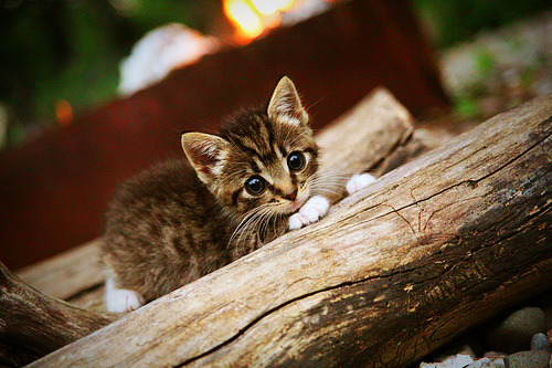 中国篮球青训营教练队伍发展与引进机制探讨,篮球青训师的待遇怎么样