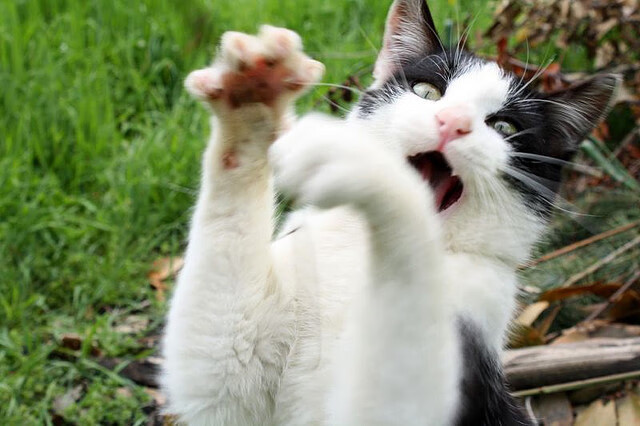 华体会登录入口-中国足球教练员培训体系完善，中国足球协会教练员培训管理规定